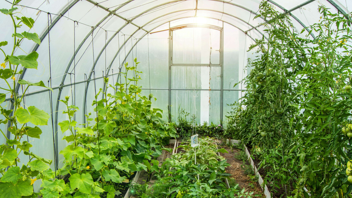 Одна теплица, две культуры — и совсем разные требования к уходу.