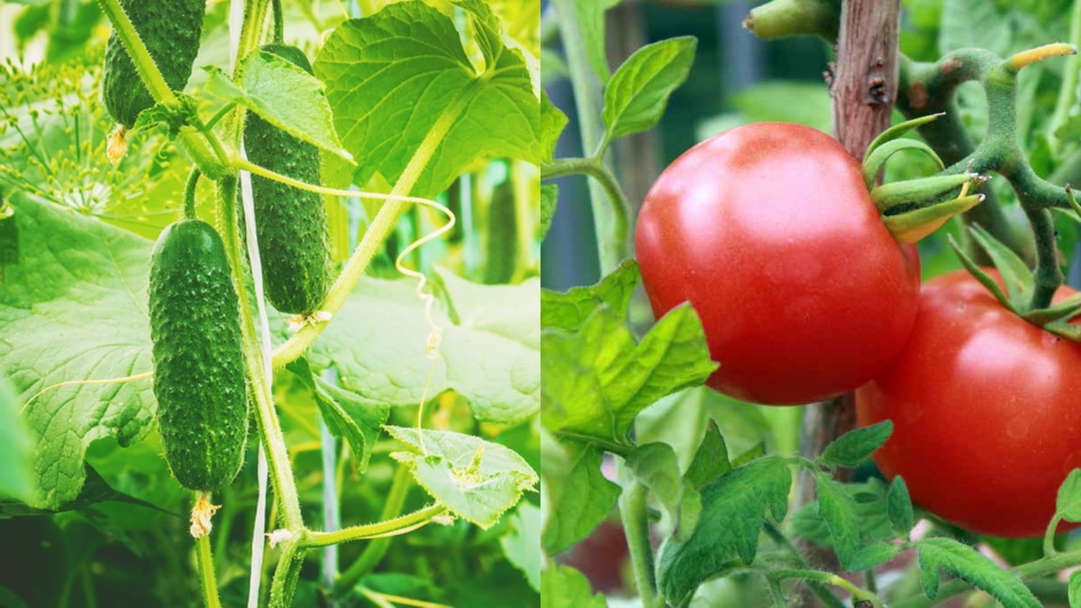 Огурец и томат выглядят мирно, но по агрономии они почти несовместимы.