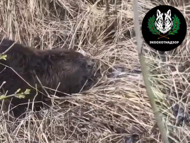     В Прохоровке сотрудники Экоохотнадзора помогли бобру, фото: скриншот видео со страницы max.ru/id3123180824_gos