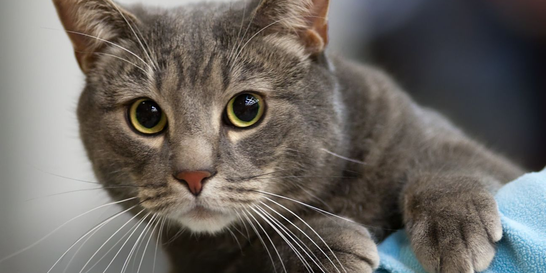 Как кошки выбирают, с кем спать из хозяев и, что влияет на их решение