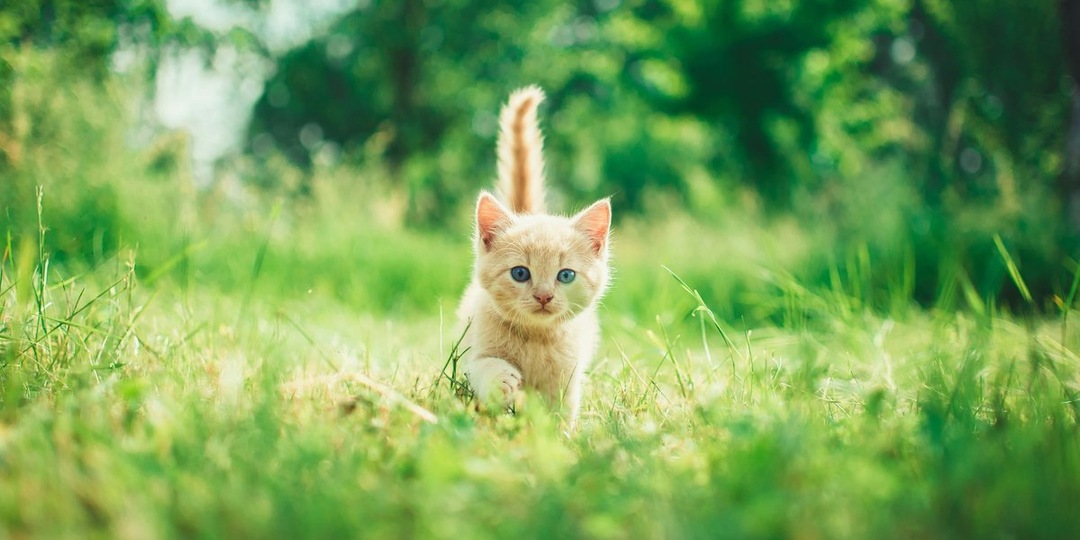 Как правильно выбрать ошейник от клещей для кошки: 2 критерия надежной защиты