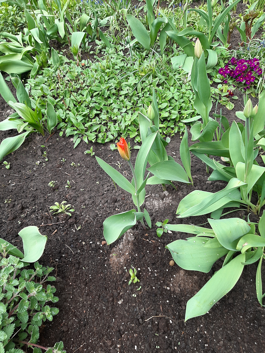 Неделю назад увидела смелый тюльпанчик. Но забыла его разместить на канале.