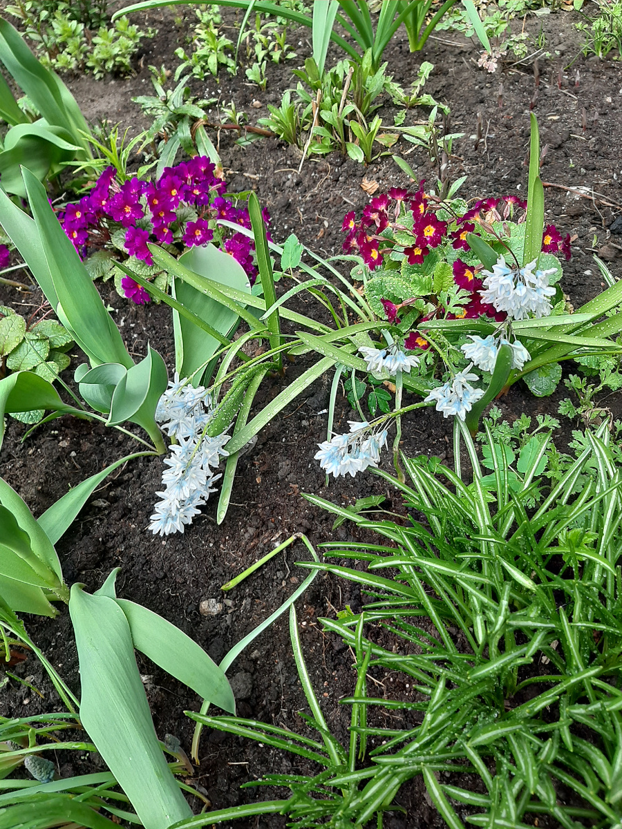 Увидела нежный бело-голубой гиацинт. Цветочки наклонились к земле после сильного ночного дождя.