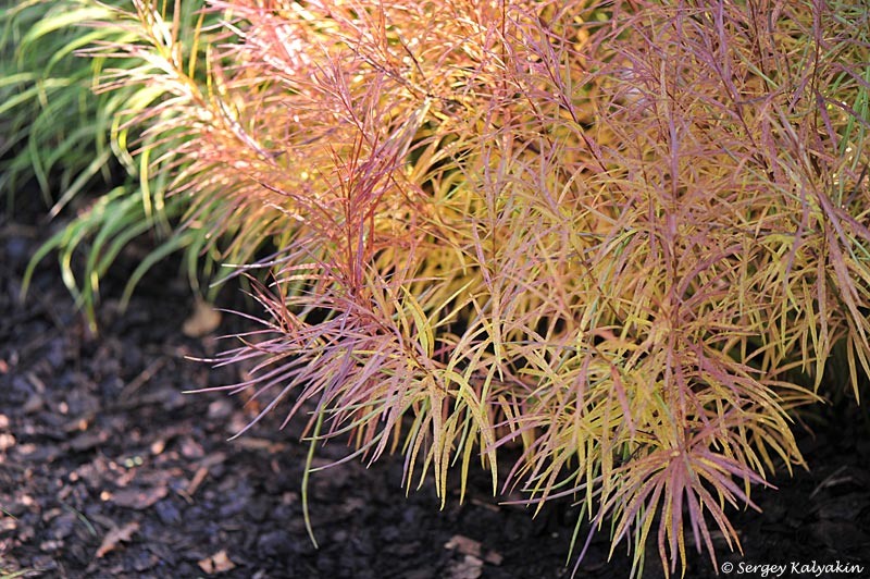 Амсония гибридная 'Midway to Montana', осенняя окраска