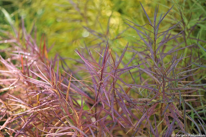 Амсония гибридная 'Midway to Montana', осенняя окраска