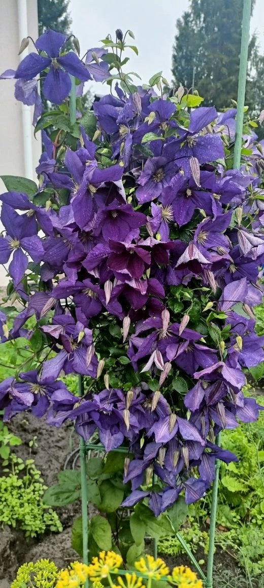 Клематис – цветущая лиана для любой беседки и веранды, фото Нины Щербаковой