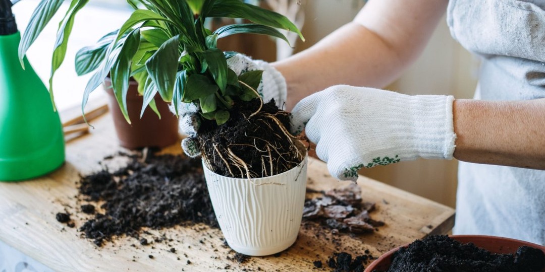 Пора пересаживать комнатное растение или ещё рано? Определяем наверняка