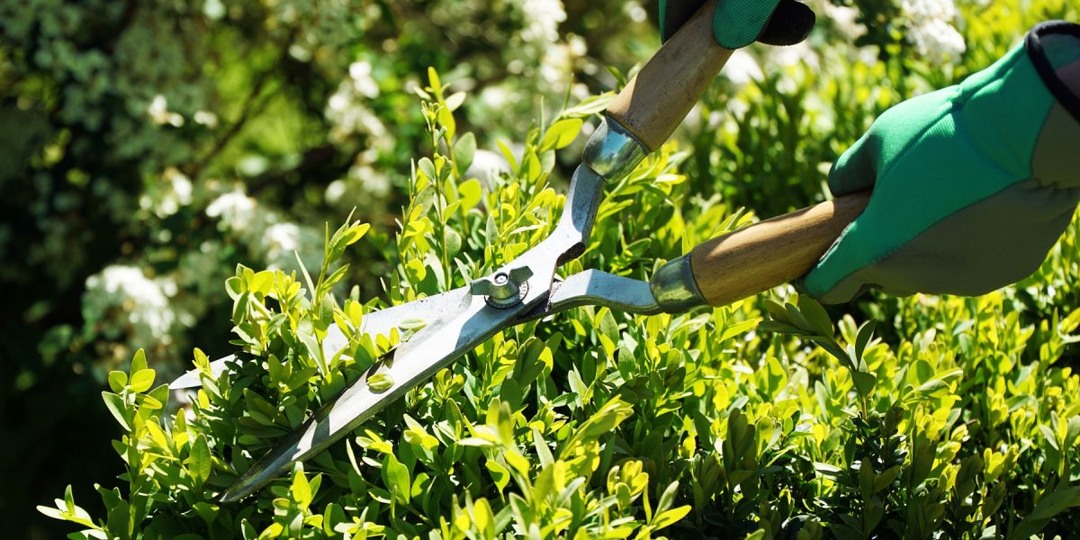 Весенние хлопоты садовода — чек-лист важных дел на апрель