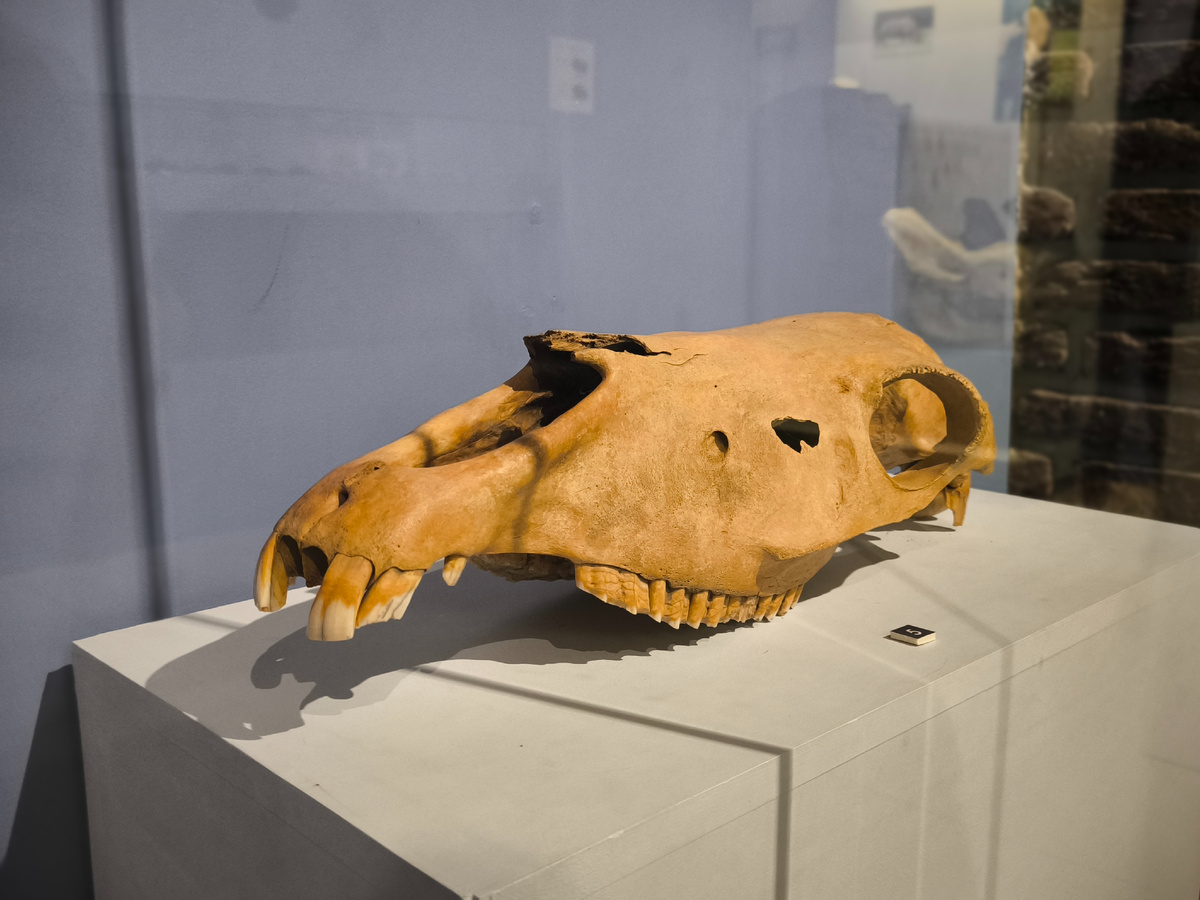 Череп вымершей ленской лошади