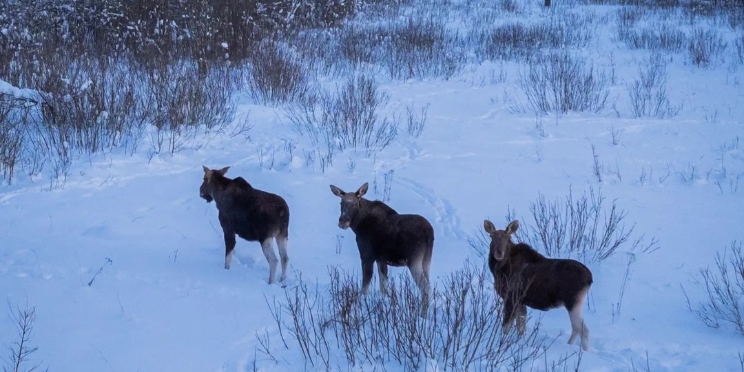В Ярославской области увеличилось число оленей, зайцев и норки