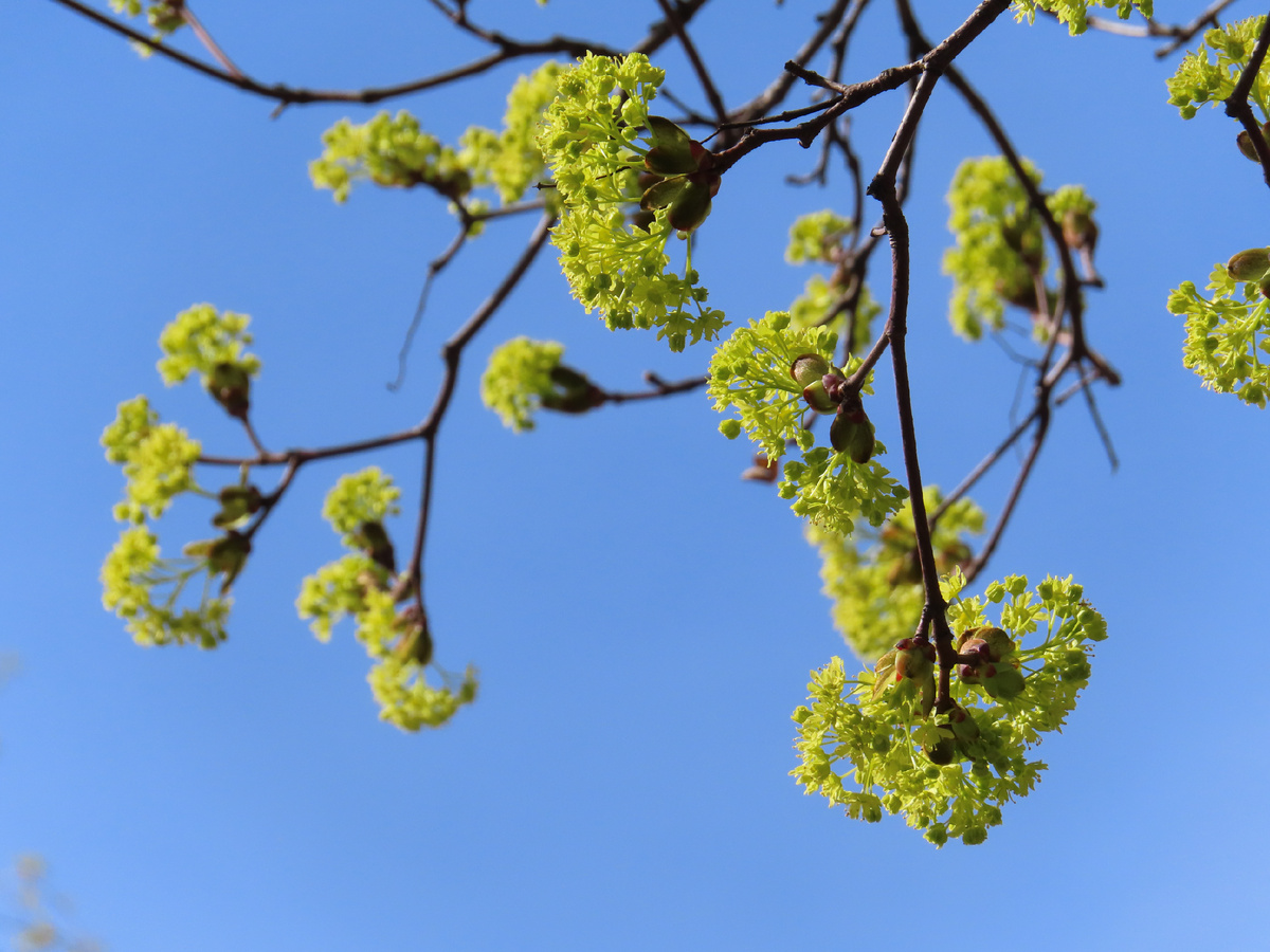 Фото автора. Соцветия канадского клена - он хороший. Не путать с вредным американским!
