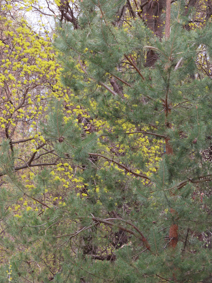 Фото автора. Канадский клен и сосна.