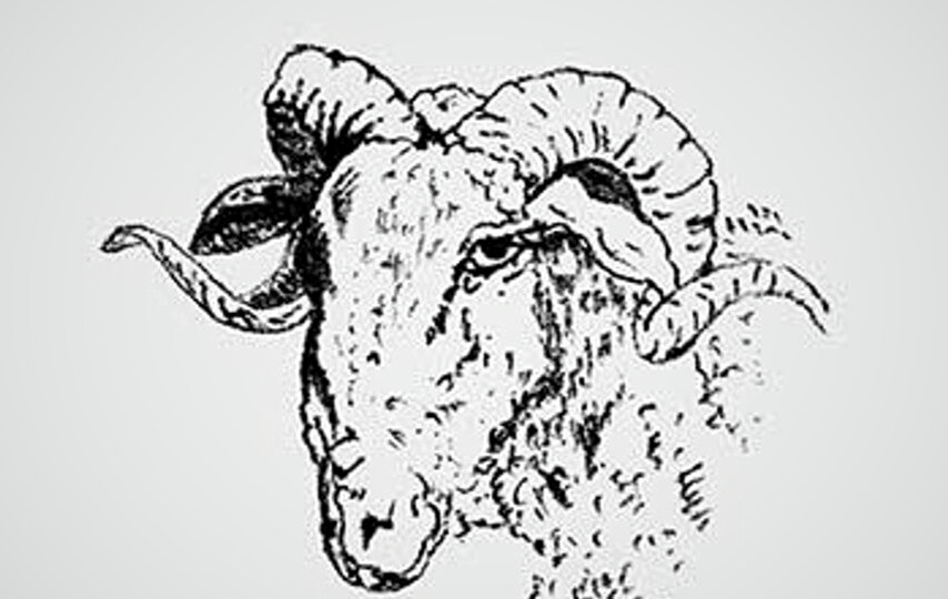 С вашим мозгом всё в порядке, если вы видите пастуха