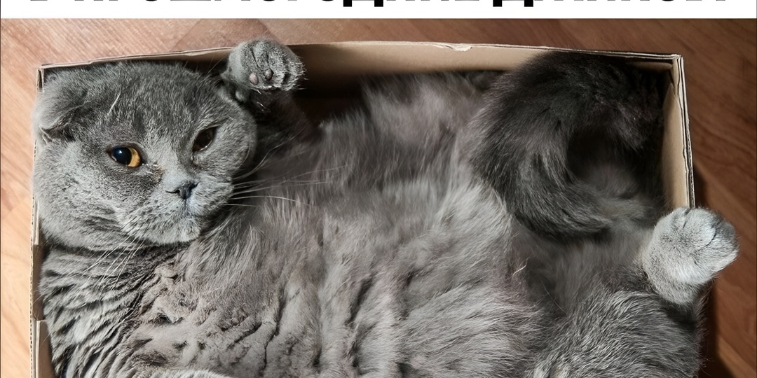 Мемы с котиками для отличного настроения: 15 смешных фото про смекалку