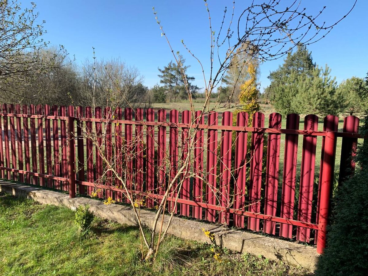 Страшненький куст форзиции рос как хотел. Цветет скудно. Фото автора 