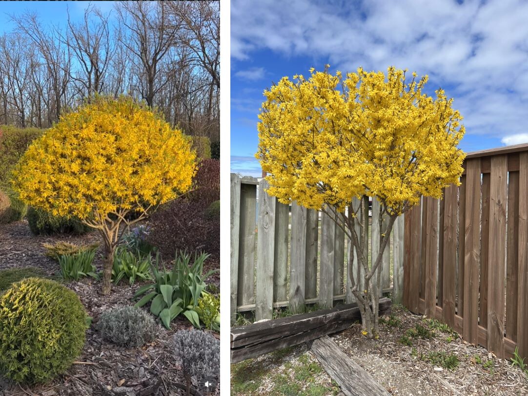 Форзиция на штамбе (слева) и мультиштамбе (справа). Фото: Реддит