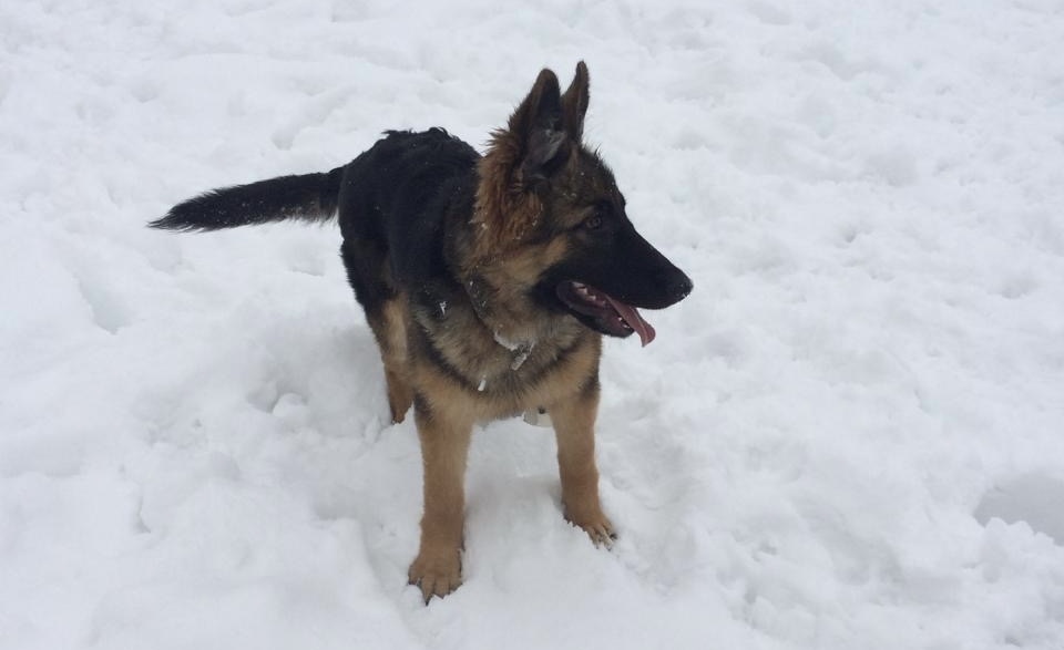 Вот такой к нам попала Лана