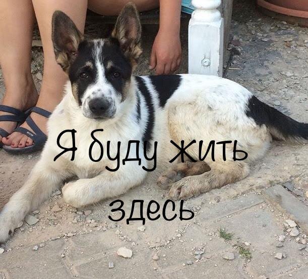 Вот таким он пришел к нам 7 лет назад