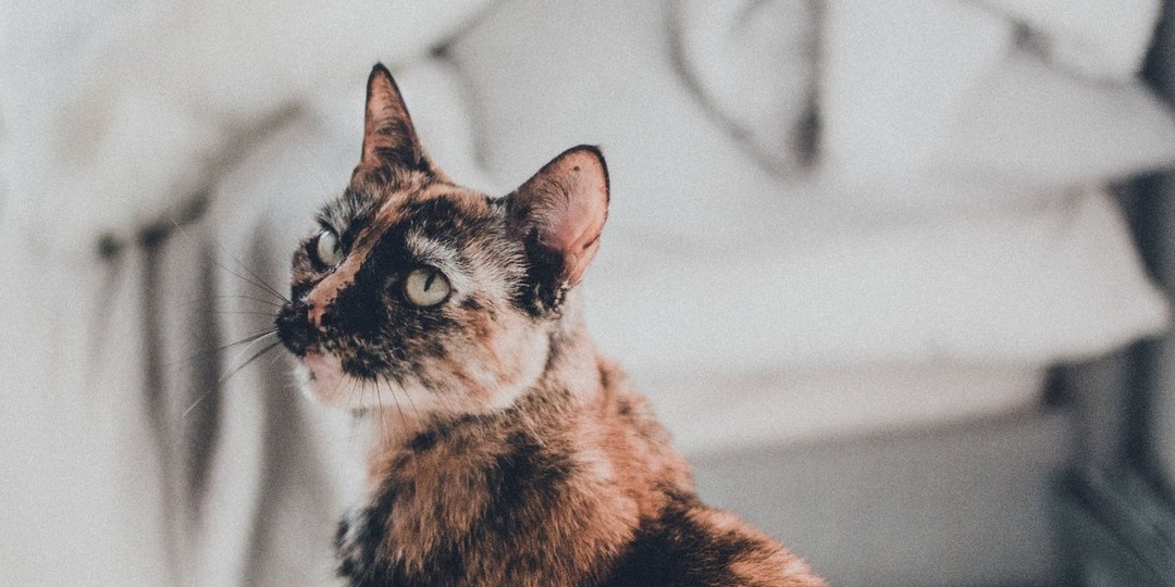 37 резинок в желудке: невероятное спасение кота Бандита