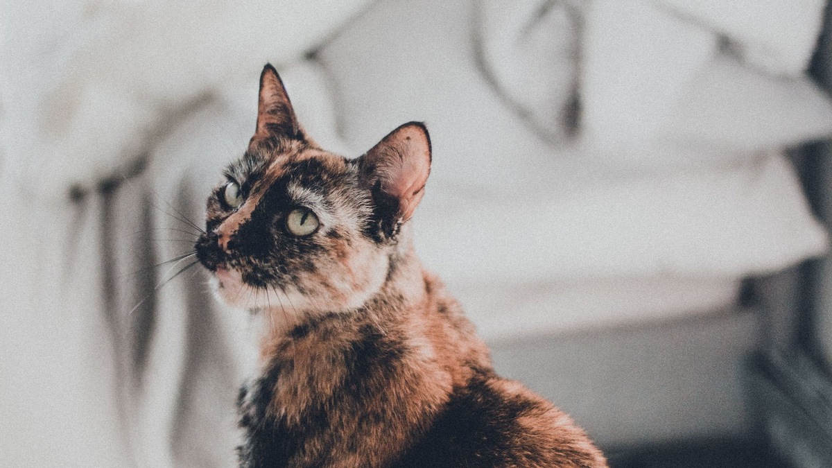    Резинки для волос могут представлять неожиданную опасность для домашних питомцев