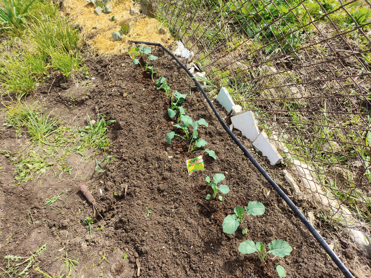 Два сорта брокколи.