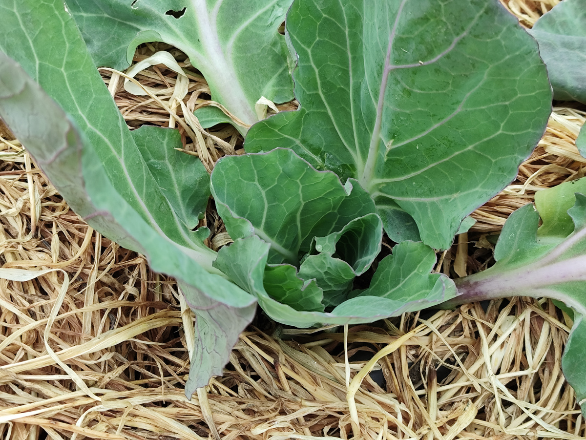 А ранняя уже начала кочаны завязывать