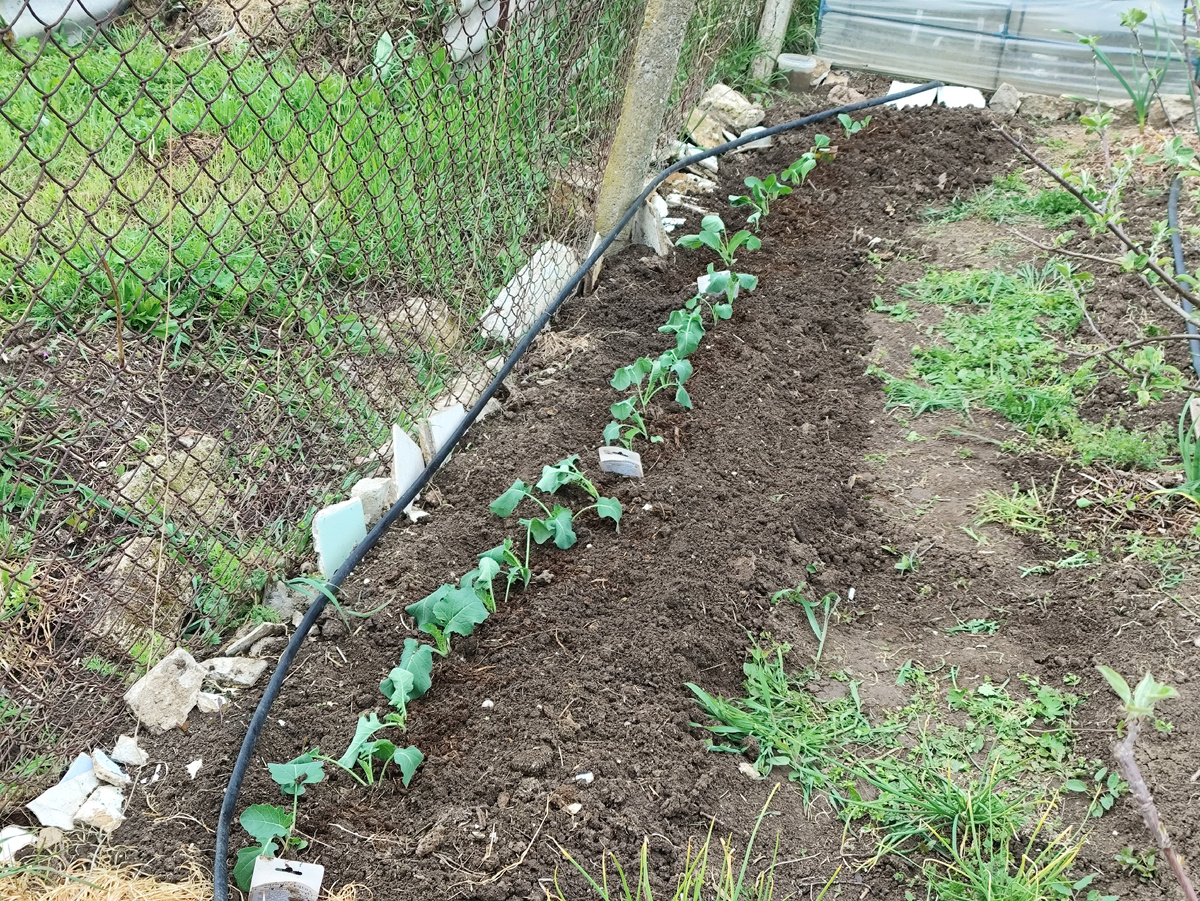 Дальше цветная пошла