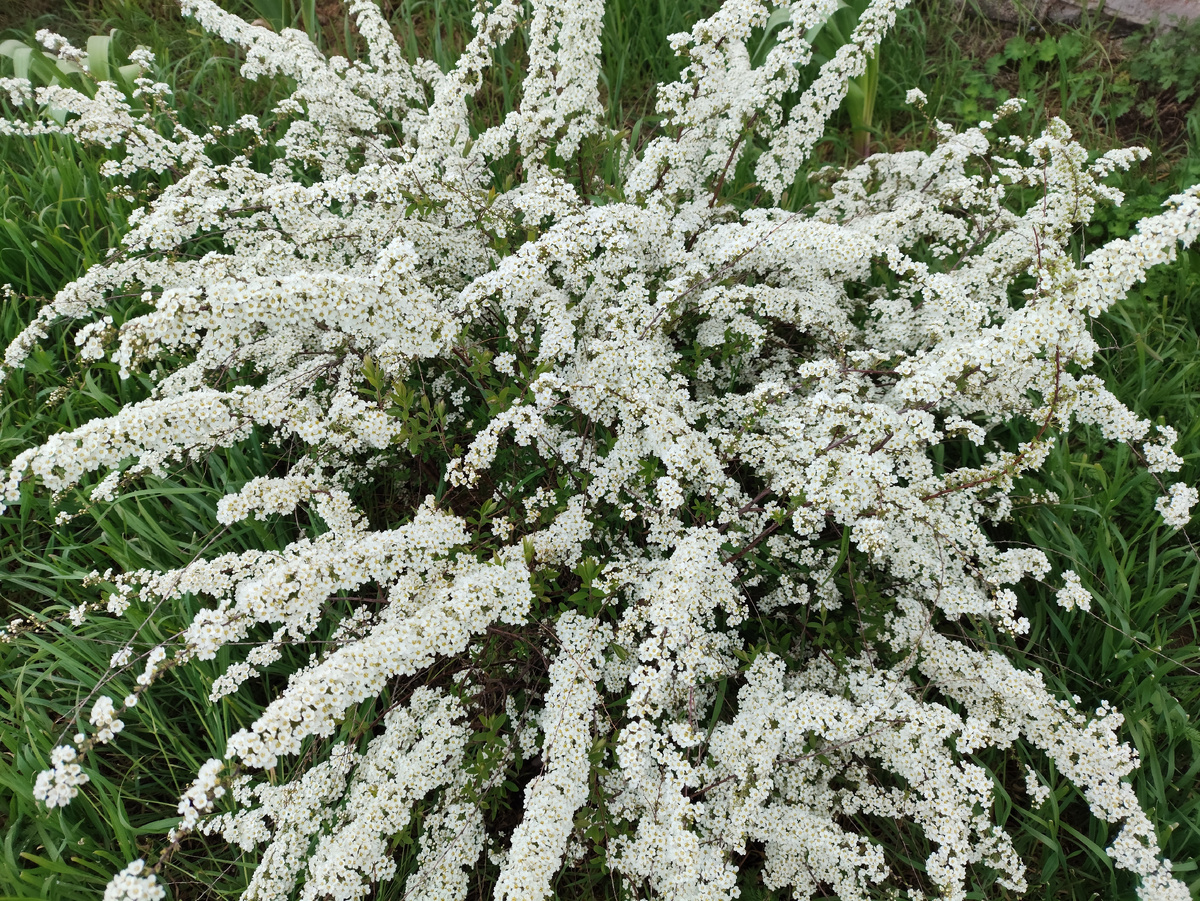 Спирея как невеста, вся в белом