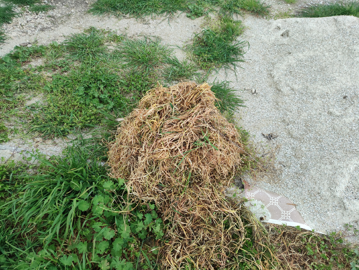 Собрала неплохую кучку травы