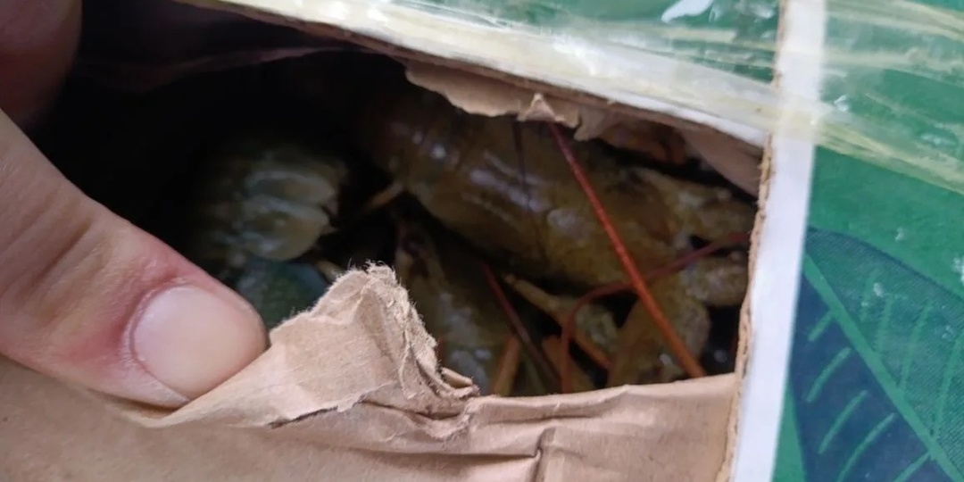 30 кг живых раков без документов не долетели до Сочи