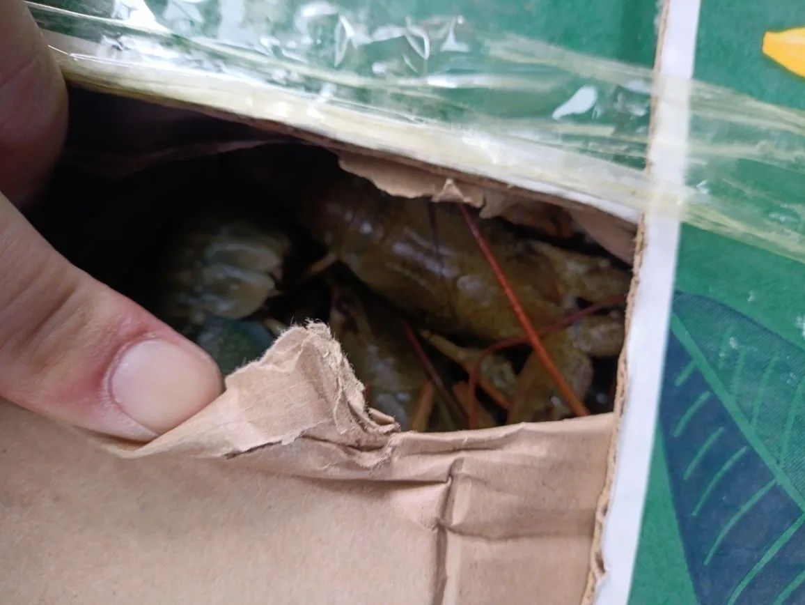    фото: ТУ Россельхознадзора по Хакасии и Тыве