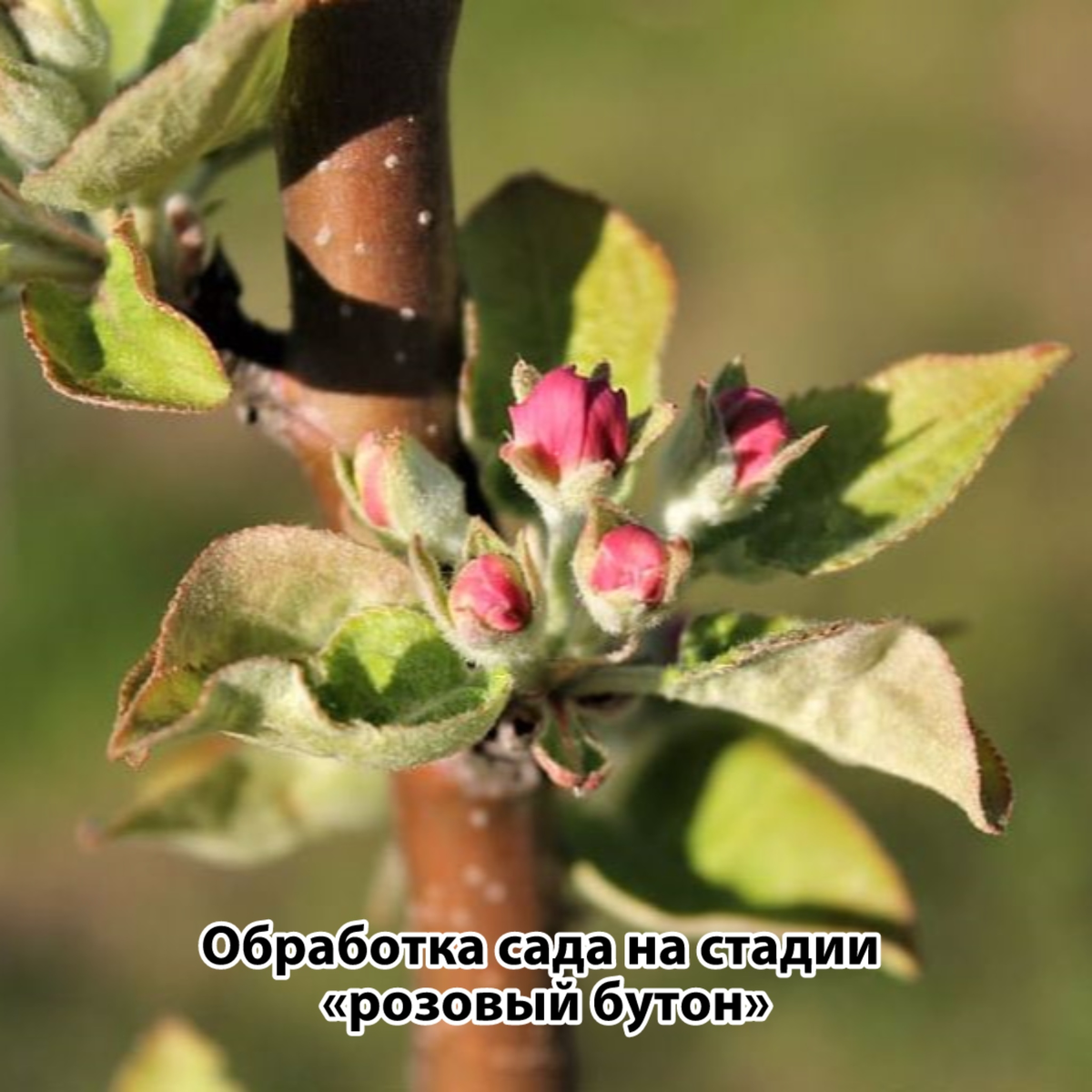Розовый бутон