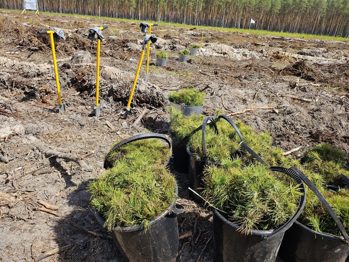    В Нижегородской области начался весенний лесокультурный сезон