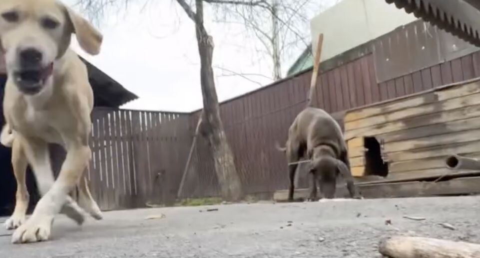 Ребра торчат: волонтеры кормят двух лабрадоров, запертых на участке в ТиНАО