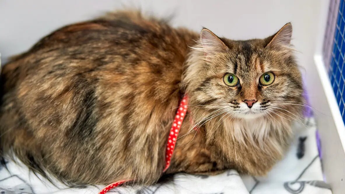    Источник: vm.ru/ Евгений Агапов