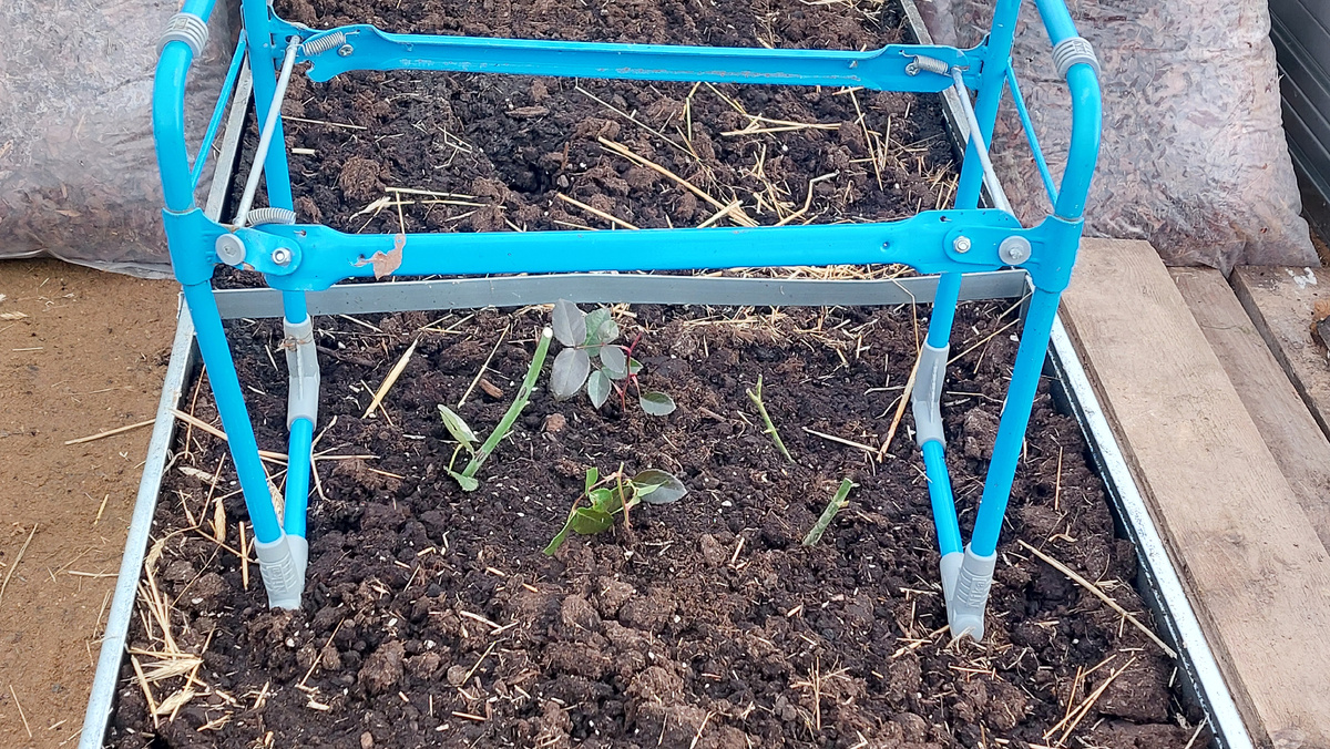 Вот так черенки ушли в зиму в теплице. Сверху ещё спанбондом прикрыла