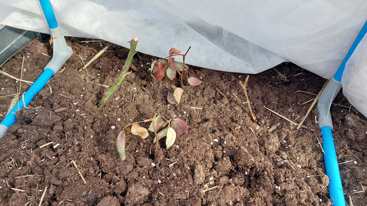 Вот так выглядело весной при первой встрече. 