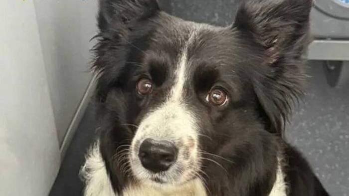 Сима. Обложка © Telegram / ПРОКУРАТУРА МОСКВЫ