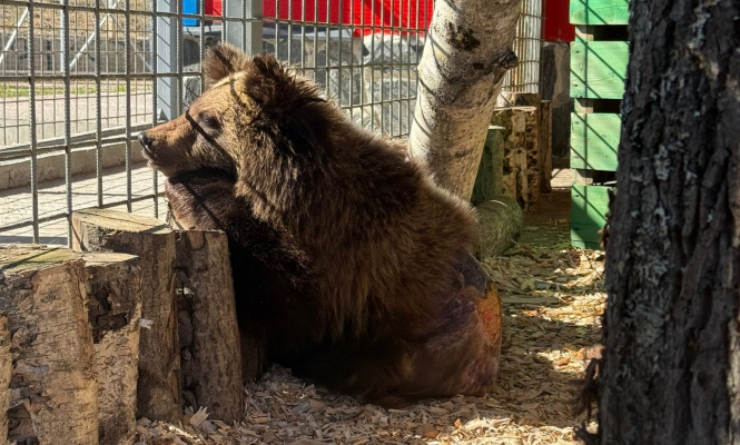    фото: © Карельский зоопарк / VK