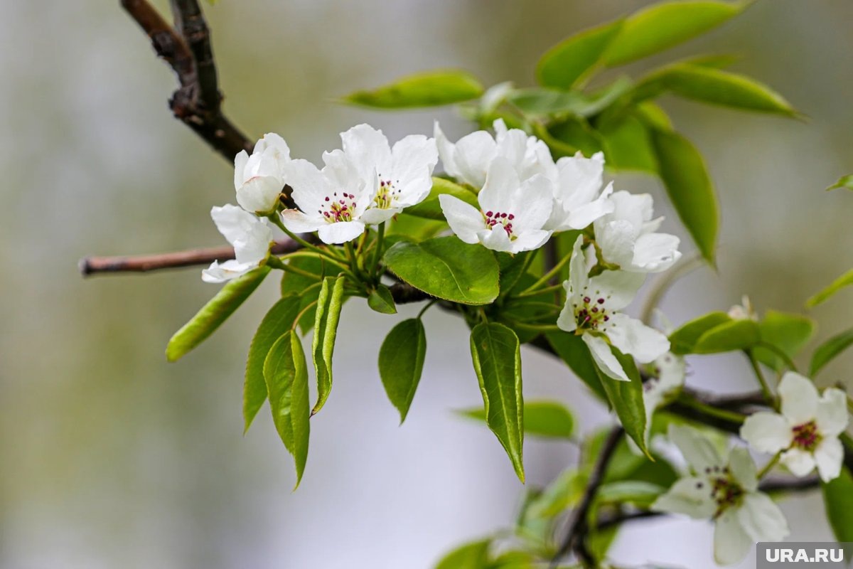     В течение следующей недели возможны только слабые дожди