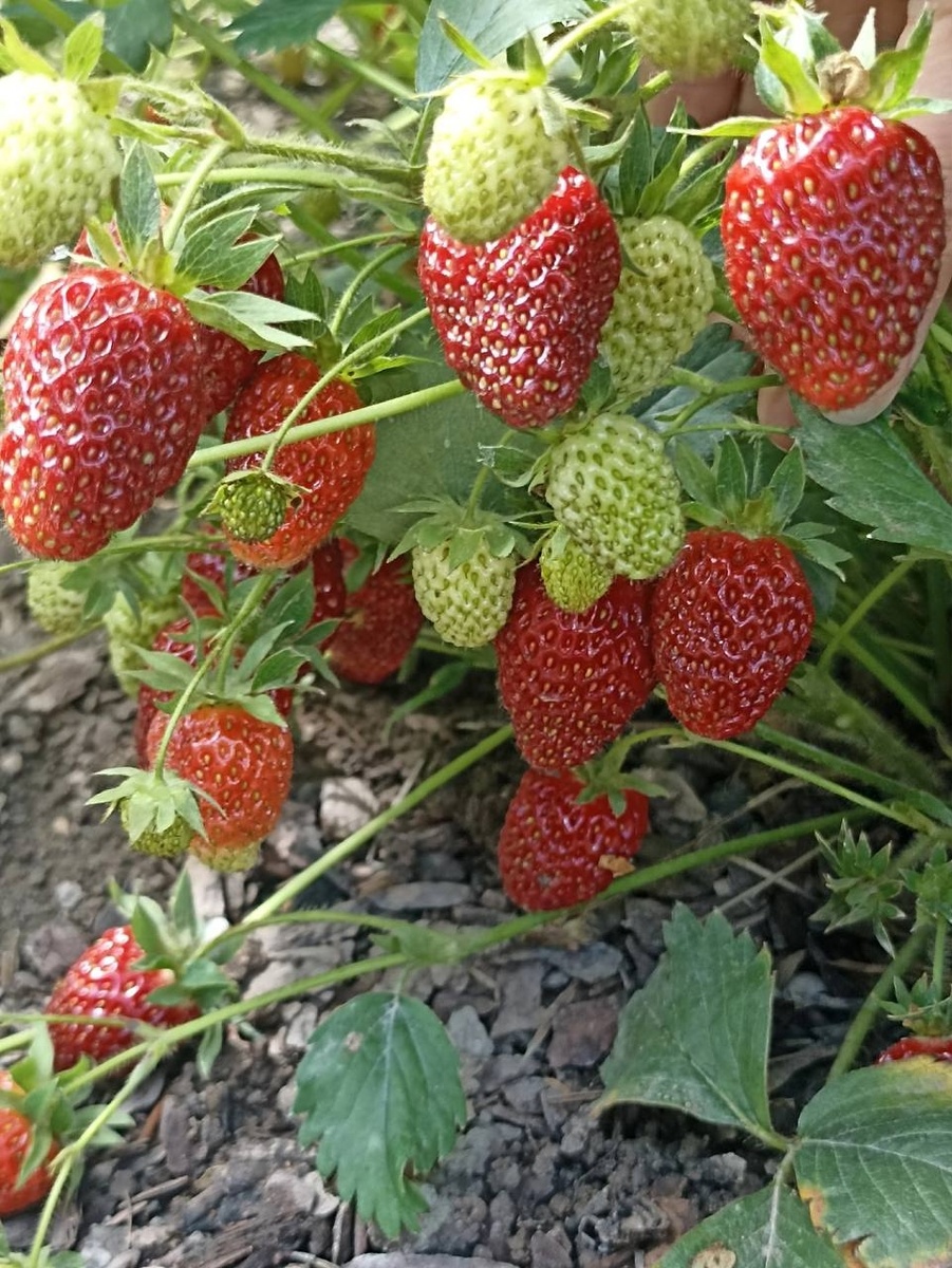 как посадить клубнику весной