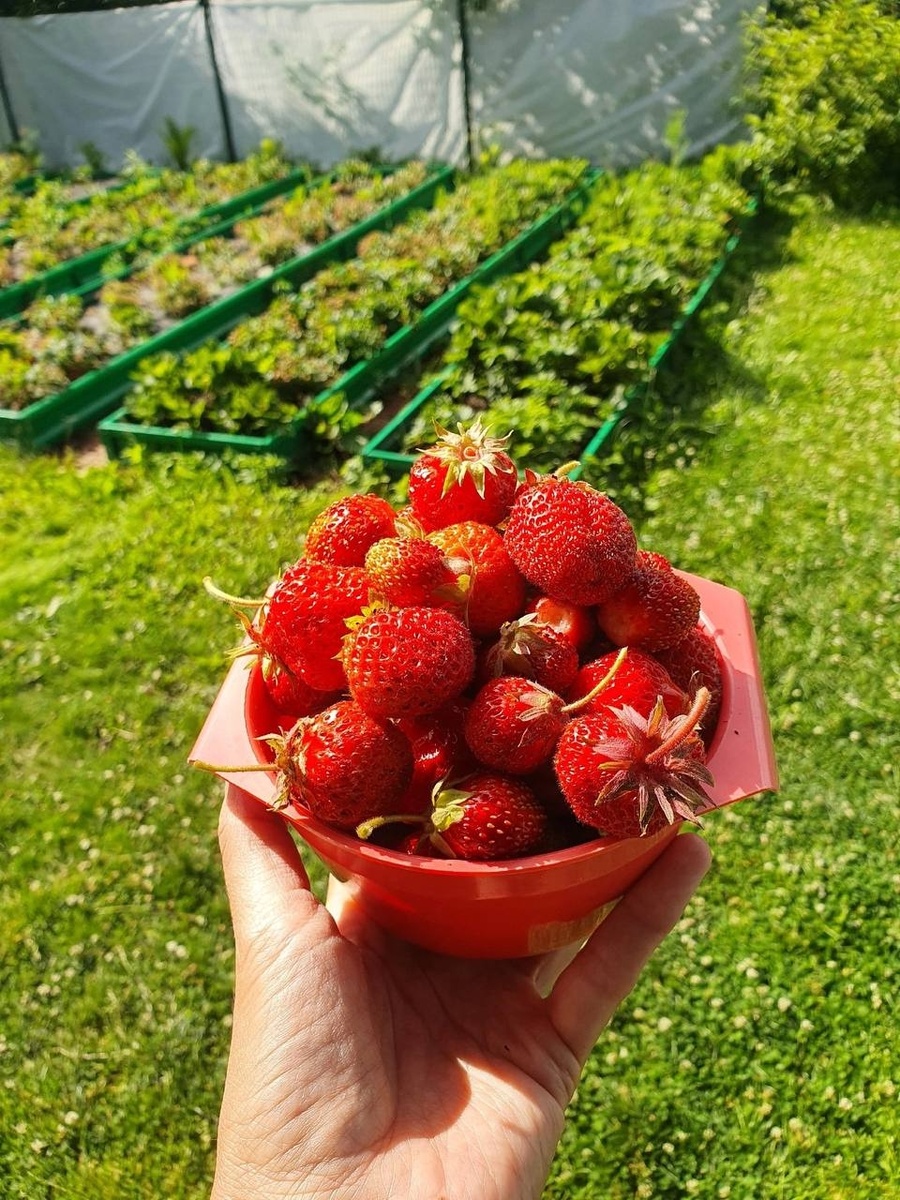 как выбрать клубнику для посадки