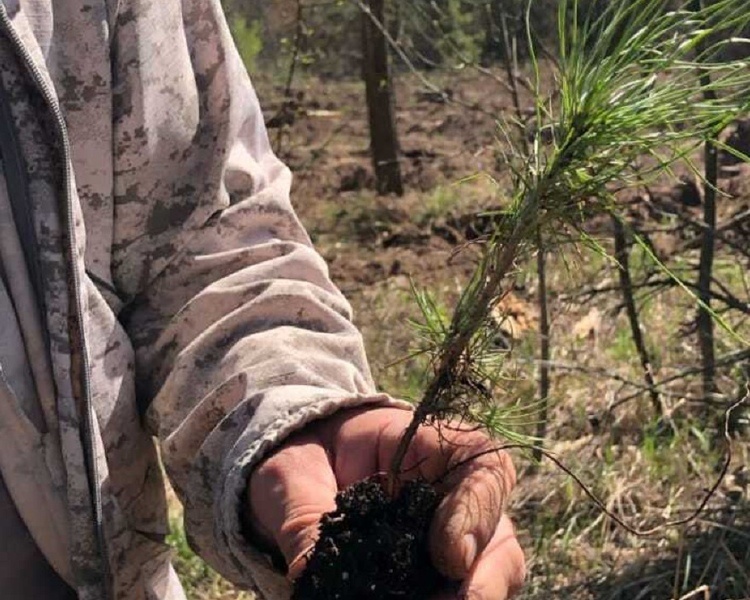     Жителям Курска раздадут 5 тысяч саженцев сосны