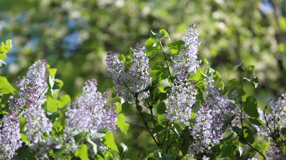 Медиасток РФ