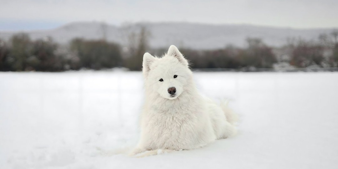 Балконное заточение: в Петербурге спасли самоеда, брошенного хозяйкой