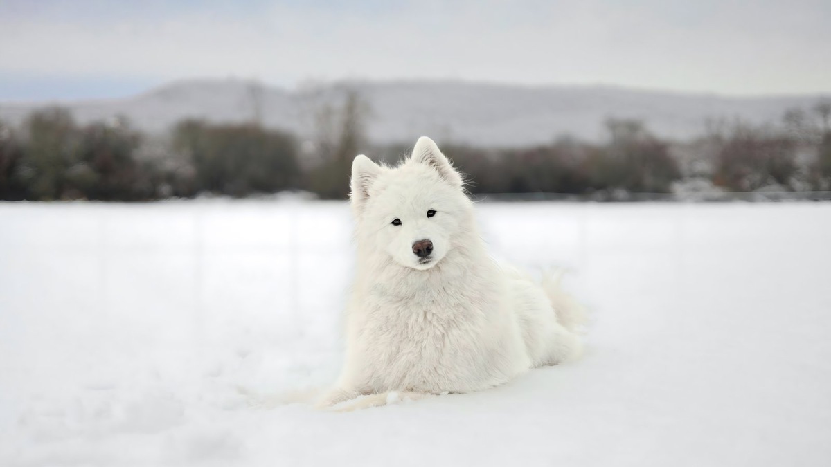    Самоед — порода собак, известная своей дружелюбностью и выносливостью