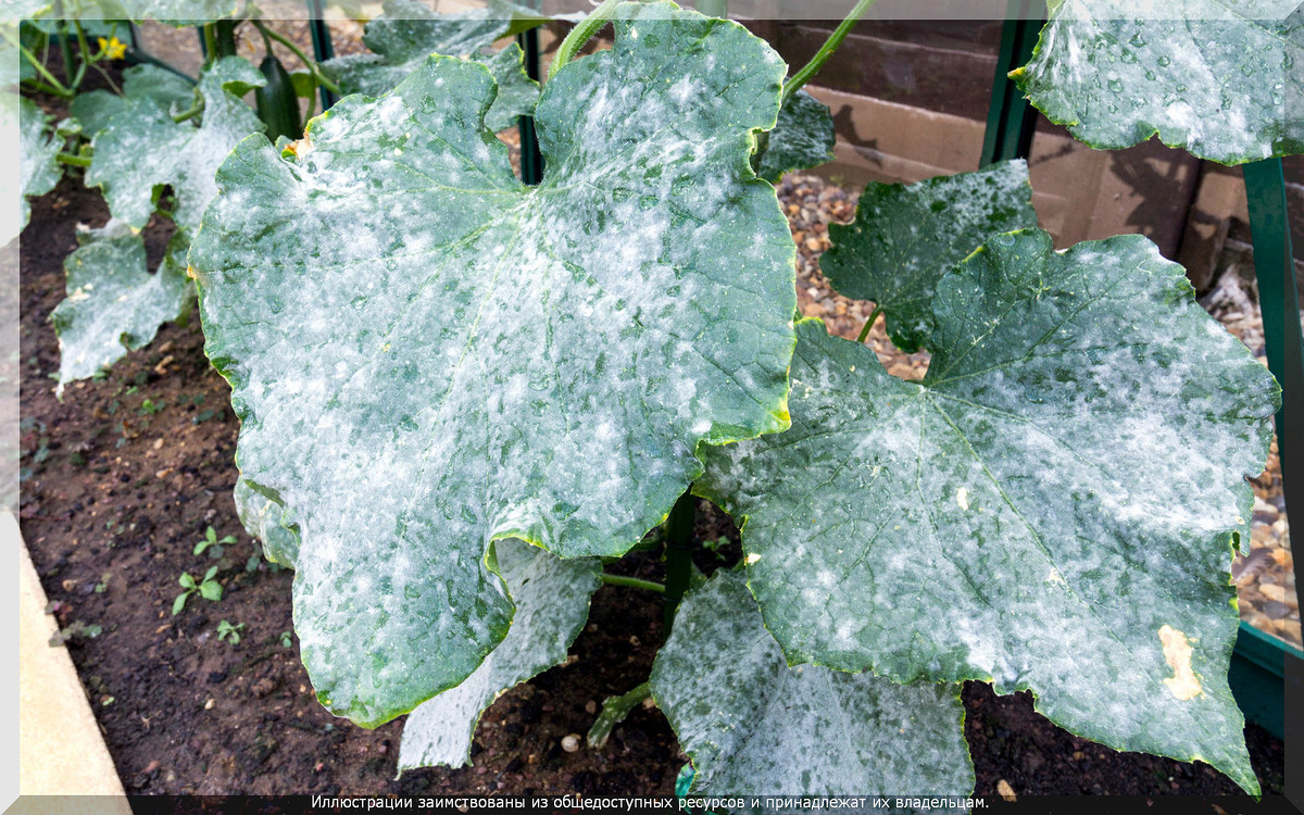 . Мучнистая роса на листьях огурца