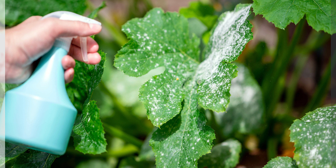 Как победить мучнистую росу: полное руководство от А до Я — от первых признаков до надёжного лечения растений