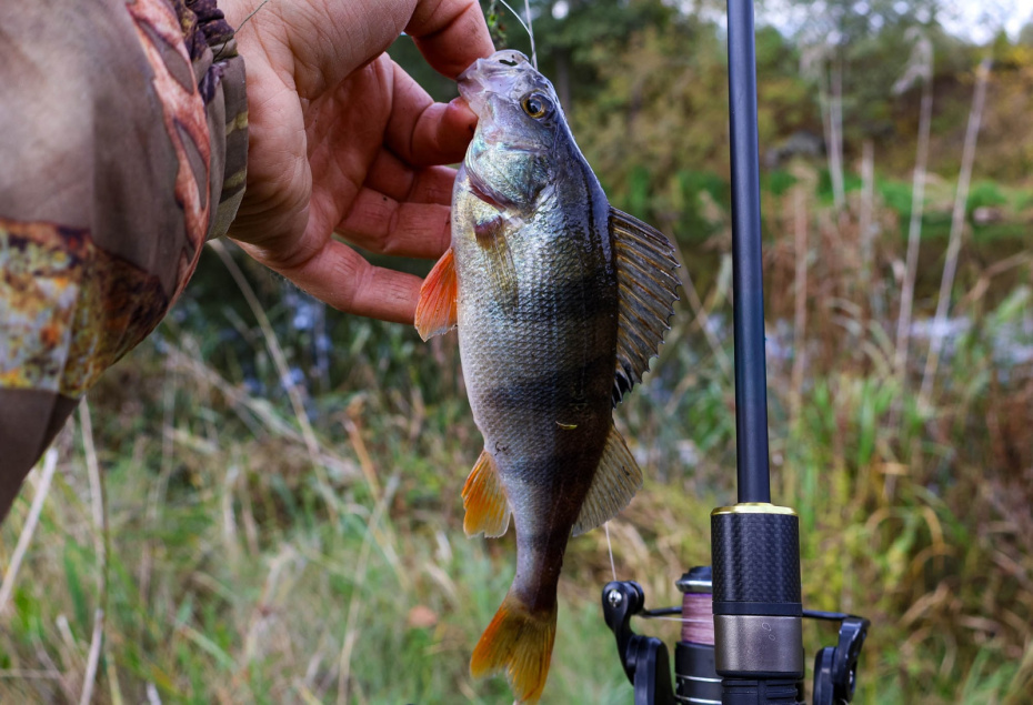    Shutterstock/FOTODOM