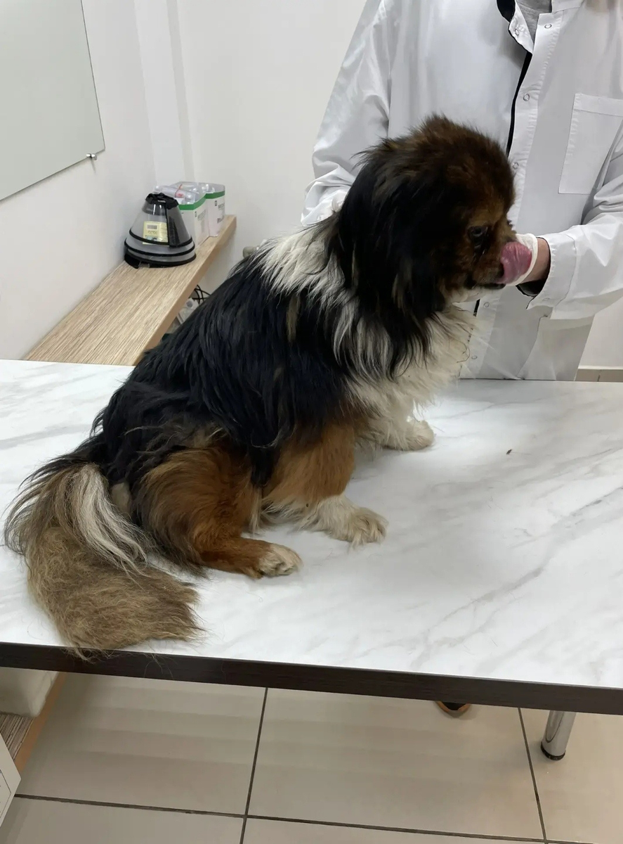 Бим на приёме у ветеринарого врача в г.Донецке, ветклиника "Багира"